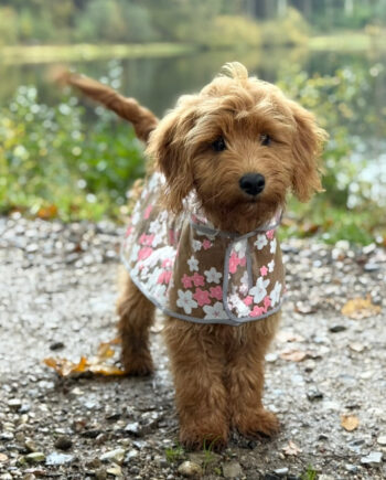 Regnjakke Til Hund Blomster Pink