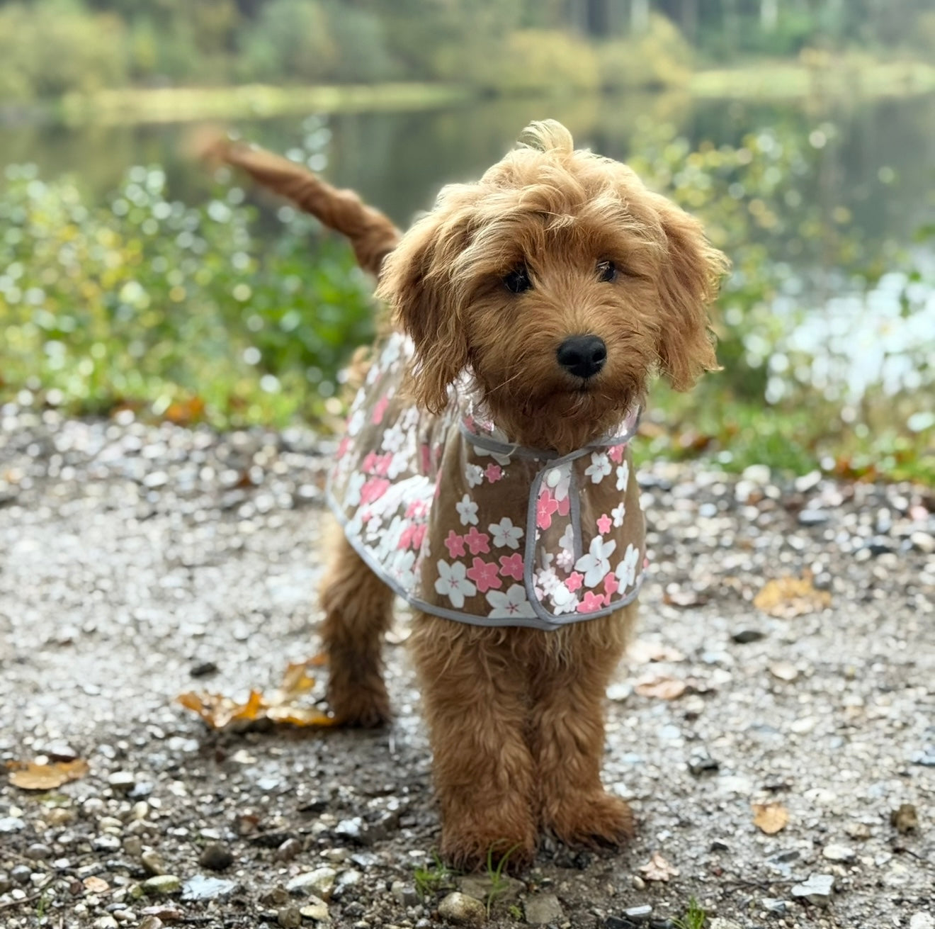 Regnjakke Til Hund Blomster Pink