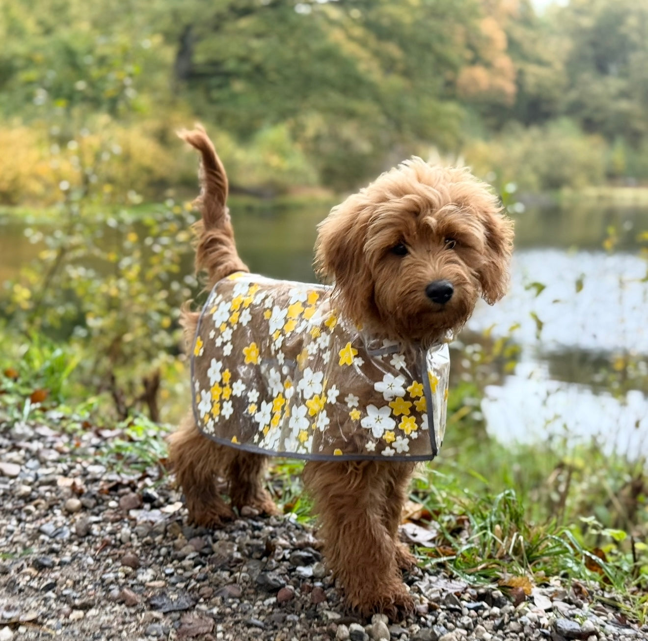 Regnjakke Til Hund Blomster Gul