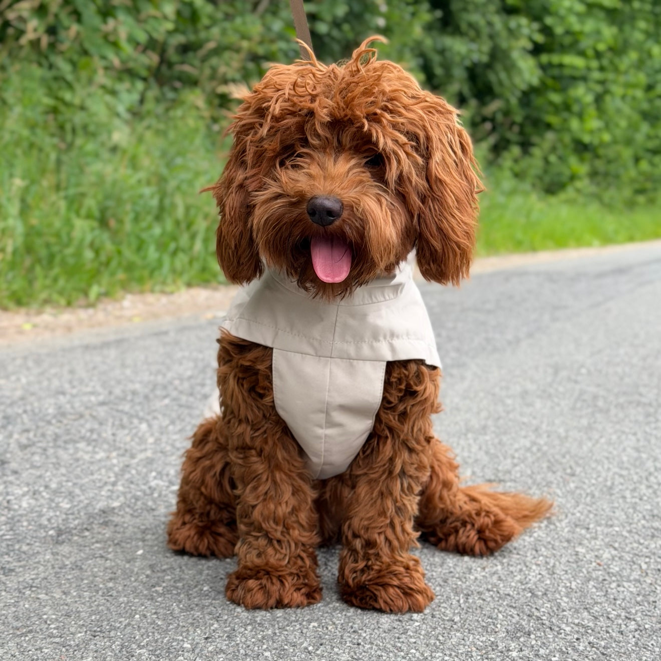 Doodle Dogs Regnjakke Beige